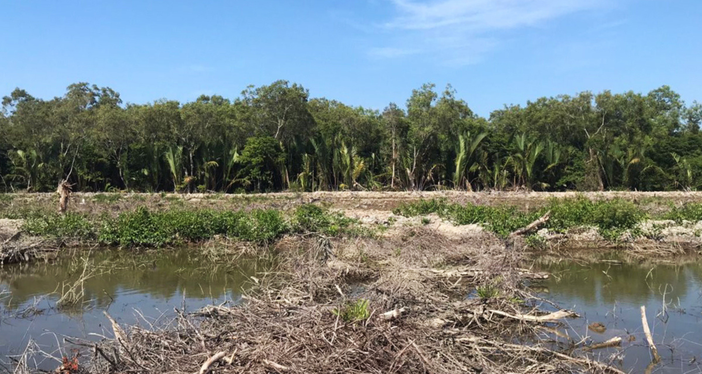 Klaim Penurunan Deforestasi Indonesia Dipertanyakan: Antara Data Pilihan dan Kenyataan di Lapangan